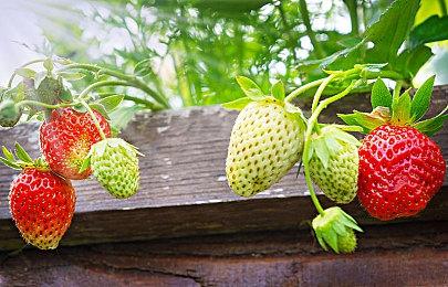 虚幻5版《孤岛惊魂》演示 热带雨林美轮美奂